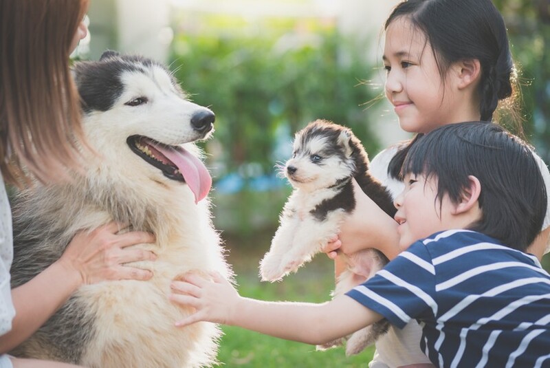 Tập cho bé chăm sóc con cún của nhà mình