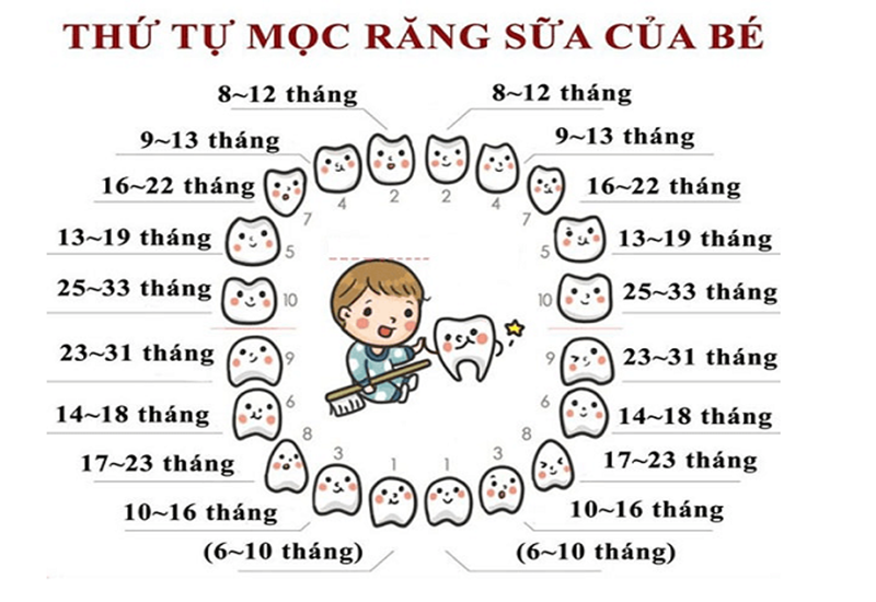 Mốc thời gian mọc răng của các bé