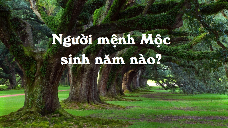 Những năm sinh của người mệnh Mộc