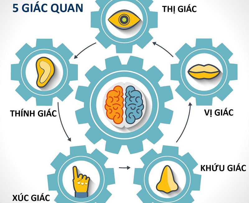 Phát triển 5 giác quan: thính giác, khứu giác, vị giác, xúc giác, thị giác