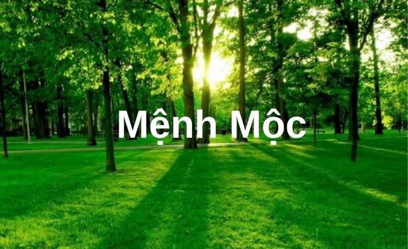 Màu hợp phong thủy cho người tuổi Ngọ mệnh Mộc