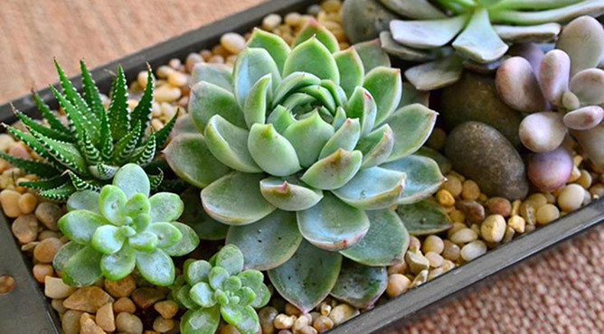 Cây sen đá tượng trưng cho ý nghĩa phong thủy tốt lành
