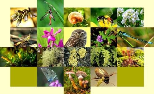 Hệ sinh thái rừng tự nhiên được bảo vệ trong khu bảo tồn đa dạng sinh học