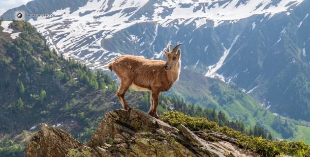 Luận giải tử vi theo tháng sinh cho nữ mạng tuổi Quý Mùi năm 2025