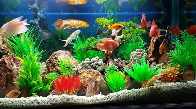 Nuôi Cá Phong Thủy Theo Tuổi Hút Tài Lộc