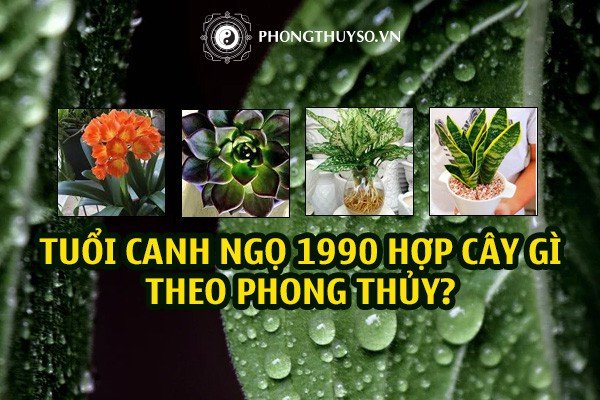 Các loại cây phong thủy phù hợp với người tuổi Canh Ngọ 1990 mệnh Thổ