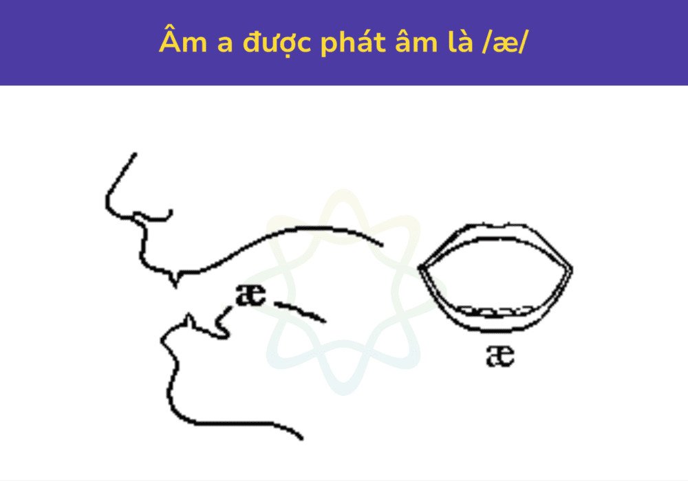 Cách phát âm chữ a trong tiếng Anh với âm /æ/