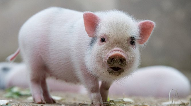 Cách tính tuổi sinh năm 2007