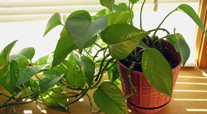 Cây Trầu Bà tốt cho người tuổi Nhâm Tý mệnh Mộc