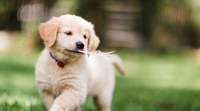 Chân dung người tuổi Tuất, tượng trưng cho tính cách trung thực và kiên định