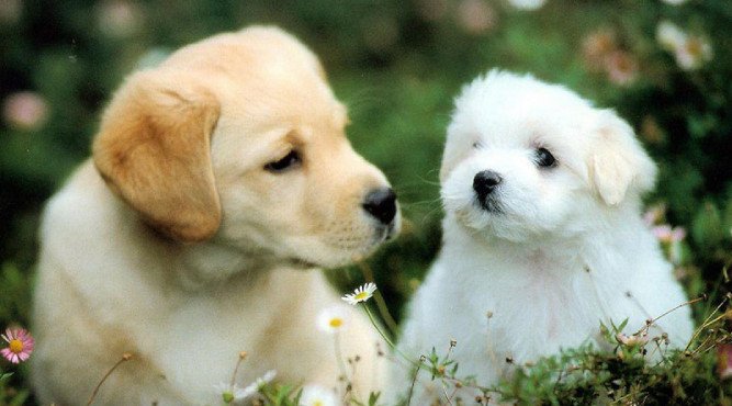 Đặc điểm tính cách của người sinh năm 1958 tuổi Mậu Tuất