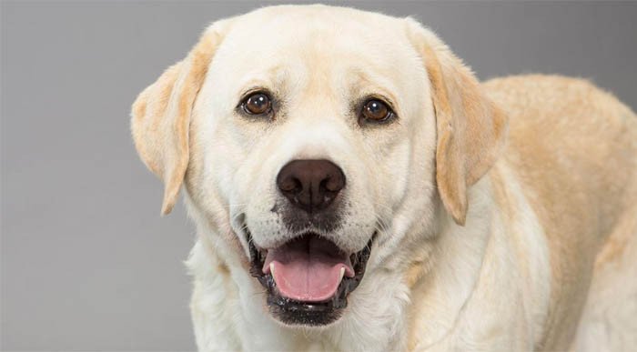 Giải mã giấc mơ thấy chó Labrador thân thiện