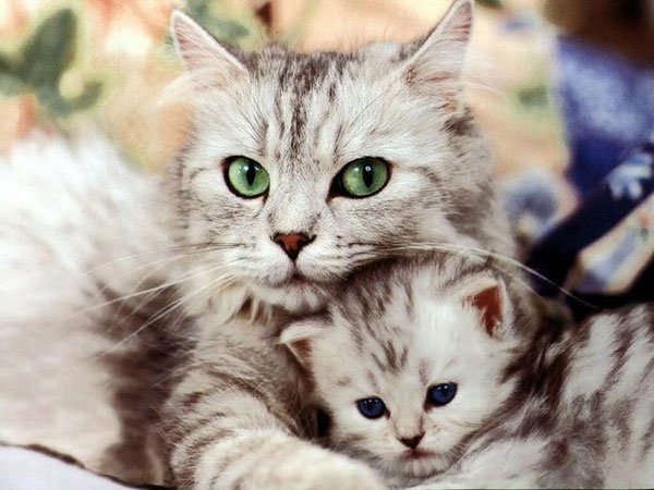 Giải mã giấc mơ về loài mèo