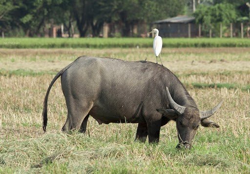 Hai con trâu đực đang húc nhau quyết liệt
