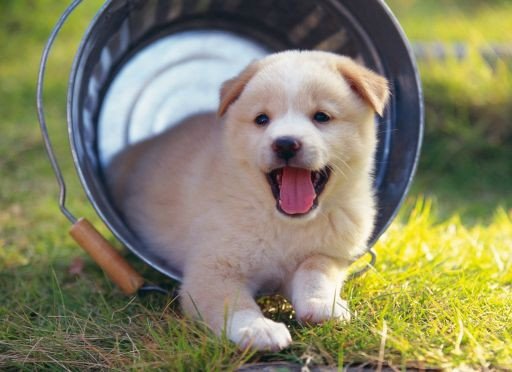 Hình ảnh minh họa về người tuổi Tuất