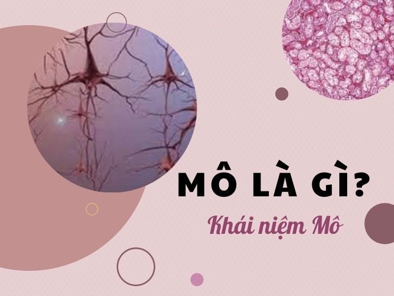 Khái niệm mô trong sinh học