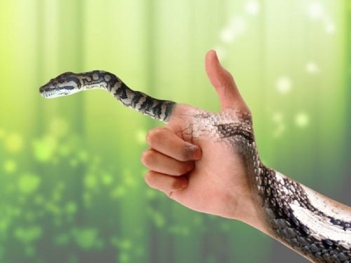 Khám phá những điềm báo từ giấc mơ thấy rắn