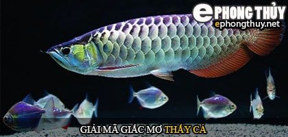 Khám phá ý nghĩa giấc mơ thấy cá