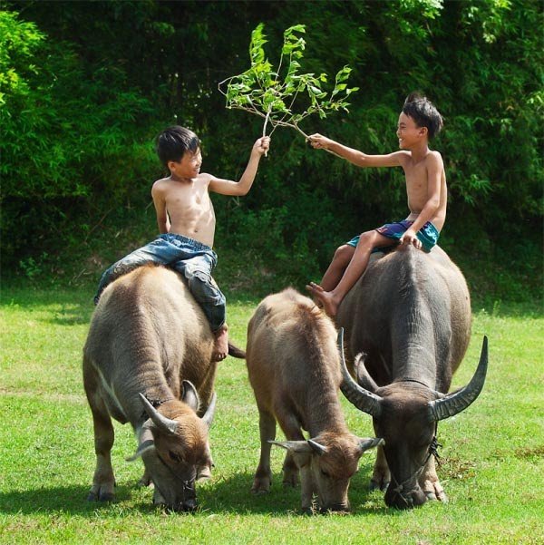 Tượng con trâu trong phong thủy mang ý nghĩa thịnh vượng