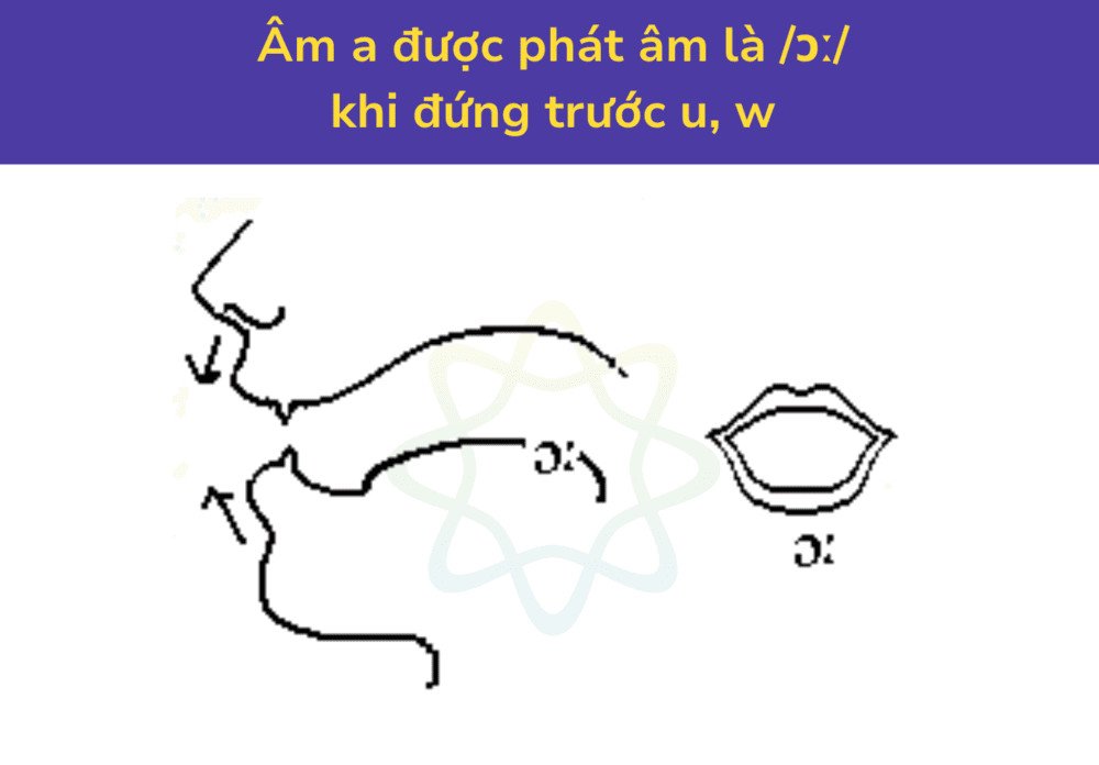 Ví dụ về phát âm a là /ɔː/
