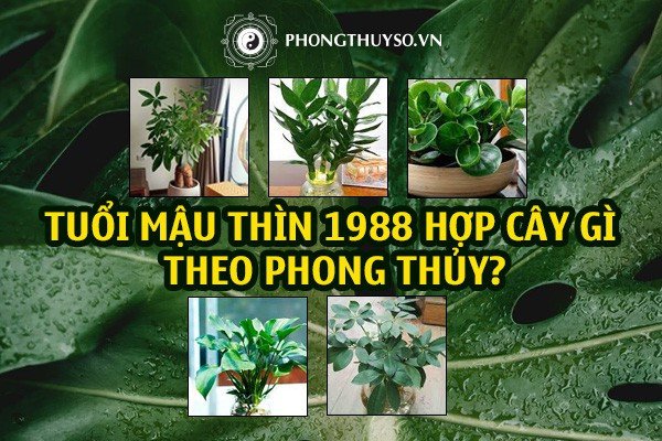 Các loại cây phong thủy hợp tuổi Mậu Thìn 1988 mang lại tài lộc và may mắn
