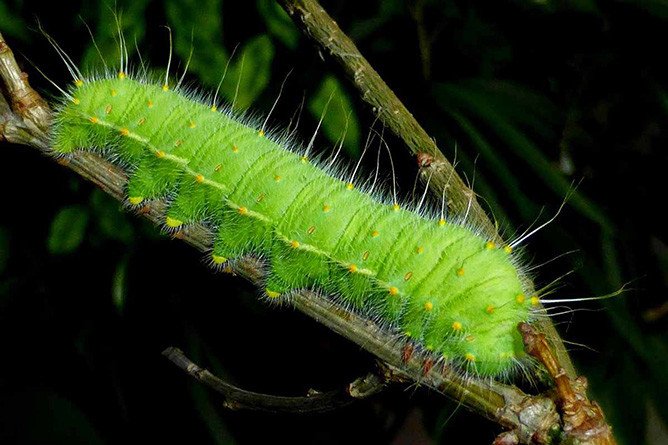 Cận cảnh một con sâu róm nhiều lông, thể hiện đặc điểm của loài sâu bọ