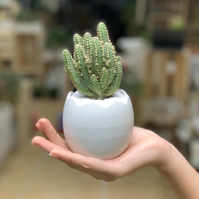 Cây xương rồng với gai nhọn biểu tượng cho sự kiên cường của tuổi Thìn