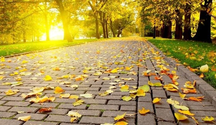 Hàng cây lá vàng mùa thu rực rỡ, thể hiện sự chuyển mình của thiên nhiên