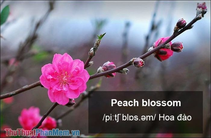 Hình ảnh hoa đào đỏ rực rỡ báo hiệu mùa xuân sang