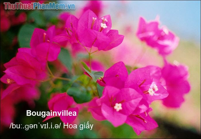 Hình ảnh hoa giấy màu tím hồng rực rỡ dưới ánh nắng