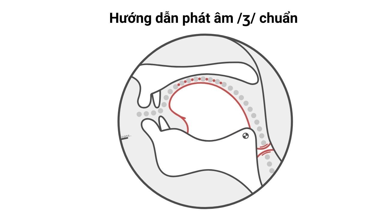 Hình ảnh minh họa chi tiết cách đặt môi lưỡi để phát âm âm /ʒ/ chính xác
