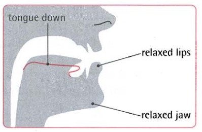 Hình ảnh mô tả vị trí lưỡi và khoang miệng khi phát âm nguyên âm /ʌ/ trong tiếng Anh.