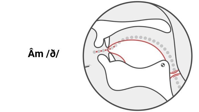 Hướng dẫn chi tiết hình dạng miệng và lưỡi khi thực hiện phát âm /ð/ đúng chuẩn