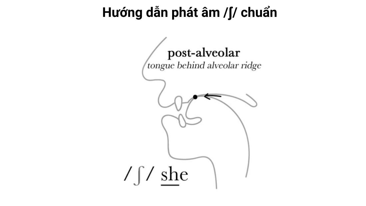 Miêu tả vị trí lưỡi và khoang miệng khi phát âm phụ âm /ʃ/
