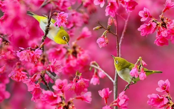 Mô tả mùa xuân Việt Nam với hoa đào nở rộ, cảnh quan tươi mới