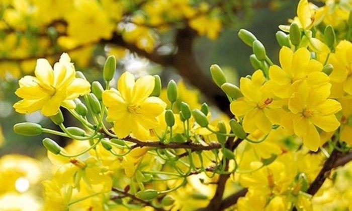 Mùa xuân: Niềm hy vọng và khởi đầu mới, với không khí trong lành và nắng ấm dịu nhẹ