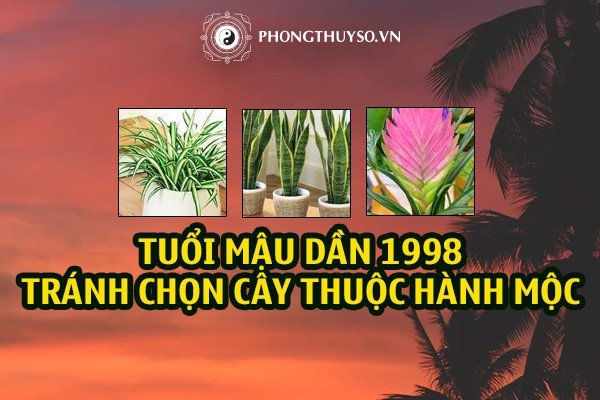 Nên cẩn trọng khi chọn cây phong thủy cho người tuổi Mậu Dần 1998