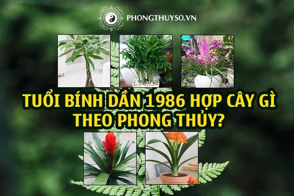 Ngũ hành tương sinh tương khắc khi chọn cây phong thủy hợp tuổi Bính Dần 1986