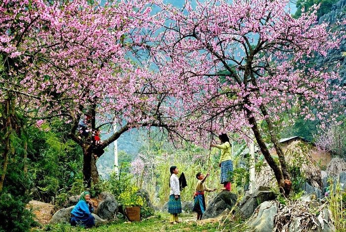 Sắc màu rực rỡ của hoa đào, hoa mai, biểu tượng cho sự may mắn và thịnh vượng của Tết đến xuân về