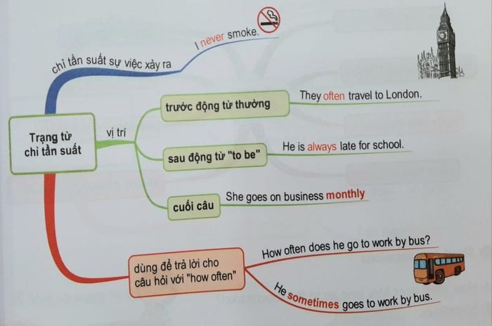 Sơ đồ ngữ pháp minh họa các vị trí đặt trạng từ chỉ tần suất trong câu tiếng Anh, bao gồm trước động từ thường và sau động từ "to be".