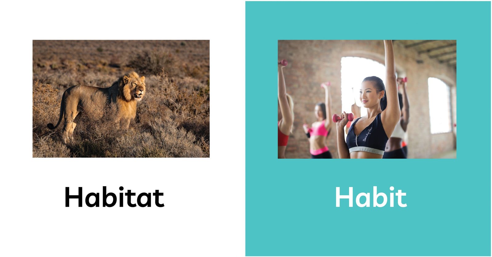 Sự khác biệt giữa Habitat và Habit trong ngữ pháp