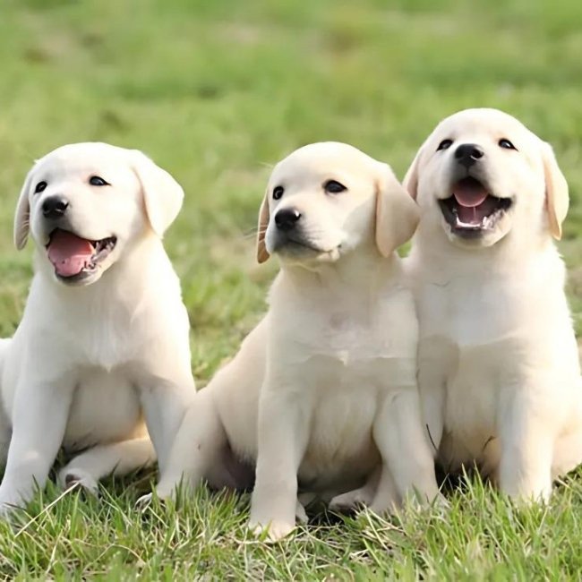 Ba chú chó con quấn quýt bên nhau, thể hiện sự hài hòa