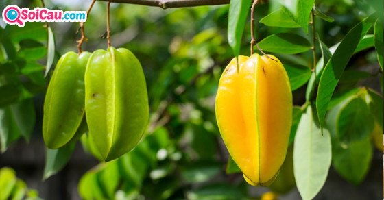 Bảng tổng hợp các con số may mắn khi nằm mơ thấy quả khế đánh con gì và các biến thể liên quan.
