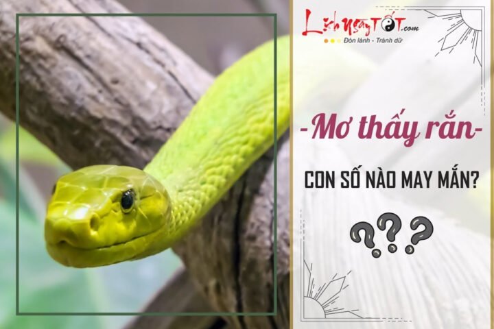Bảng tổng hợp những con số may mắn khi chiêm bao thấy rắn vàng và các loài rắn khác