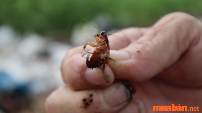 Bắt được gián là dấu hiệu của việc đi đúng hướng trên hành trình