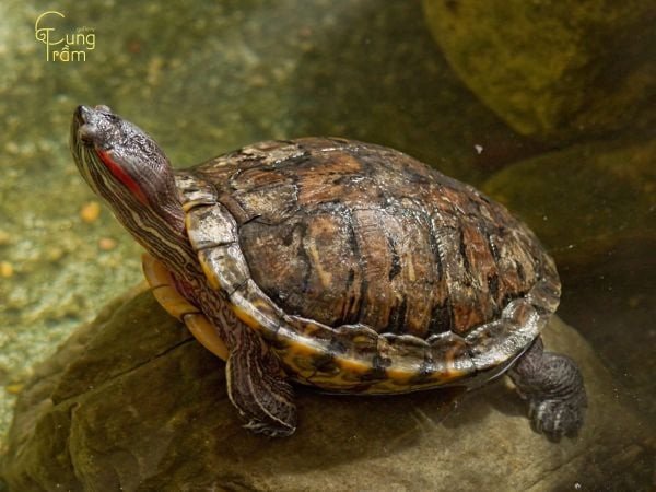 Biểu tượng rùa trong văn hóa tâm linh