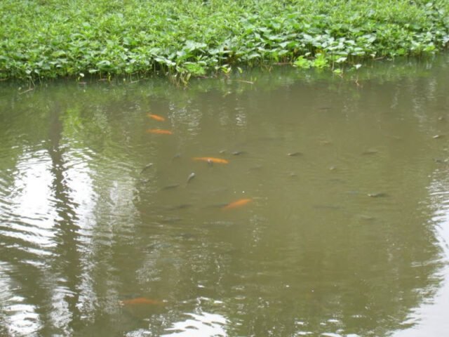 Cá bơi tự do trong làn nước trong xanh, biểu tượng cho sự thịnh vượng trong giấc mơ.