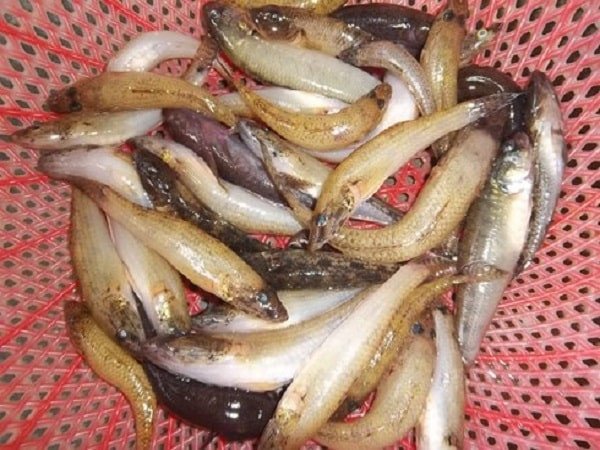 Cá bống bơi lội trong nước, minh họa cho giấc mơ cá bống và các điềm báo cá bống liên quan đến việc mơ thấy cá bống đánh con gì.