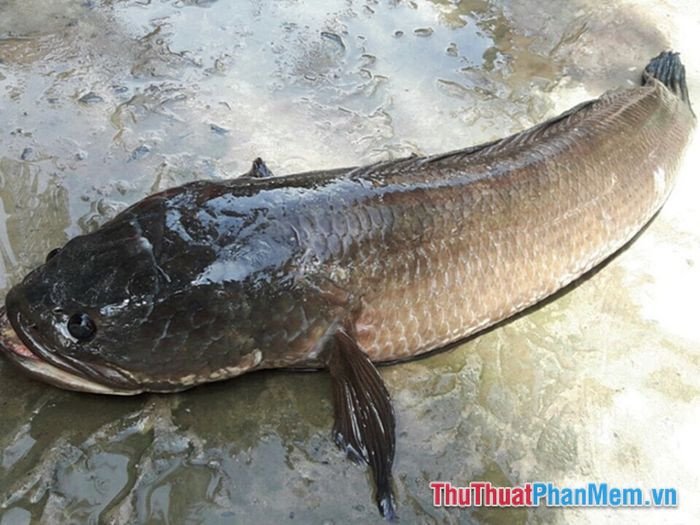 Cá lóc đã chết trên cạn, một điềm báo về sự kết thúc và khởi đầu mới