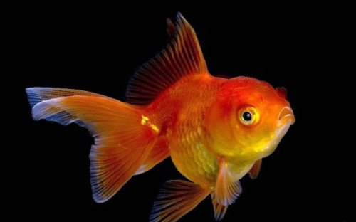 Cá vàng bơi lội tự do, biểu tượng cho sự giàu có và thành công trong giấc mơ